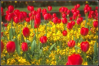 Ma��e�stwo jest...