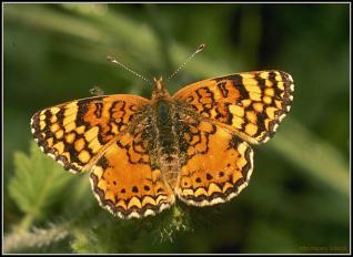 Miłość to wspaniała rzecz... Miłość to wspaniała rzecz...