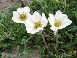 Kwiaty utkane z rado�ci