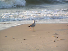 List z tamtej strony światła List z tamtej strony światła